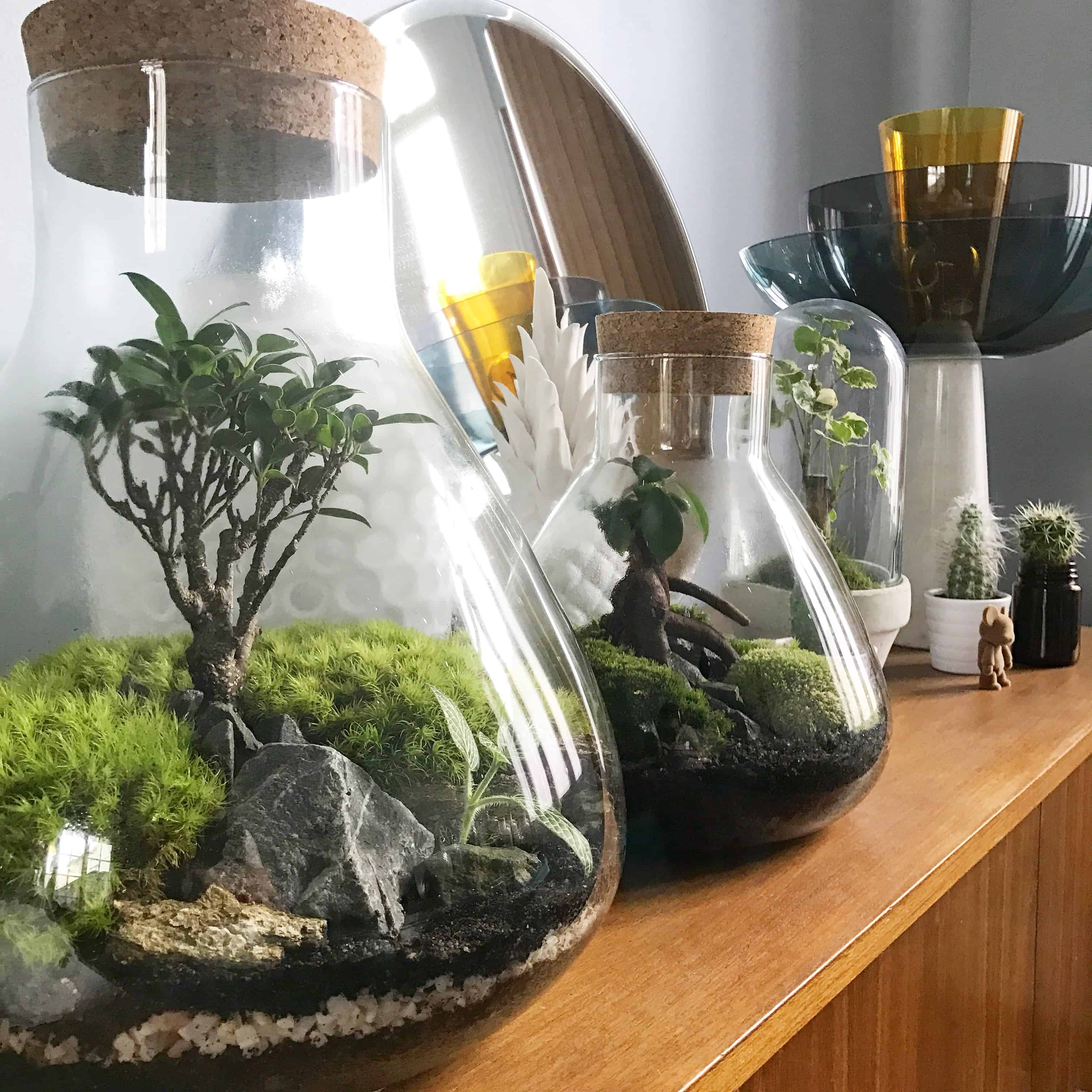 Mini-jardins de verre & Terrariums déco Pas à Pas